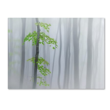 Trademark Fine Art Michel Manzoni 'The Fog And Leaves' Canvas Art, 18x24 1X02663-C1824GG